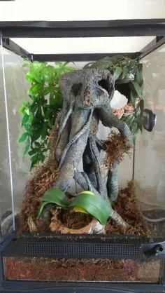 15587 specialized tarantula habitat