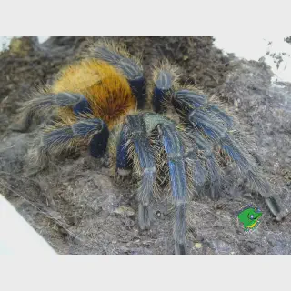 /img/15588-green-bottle-tarantula-breeding.webp