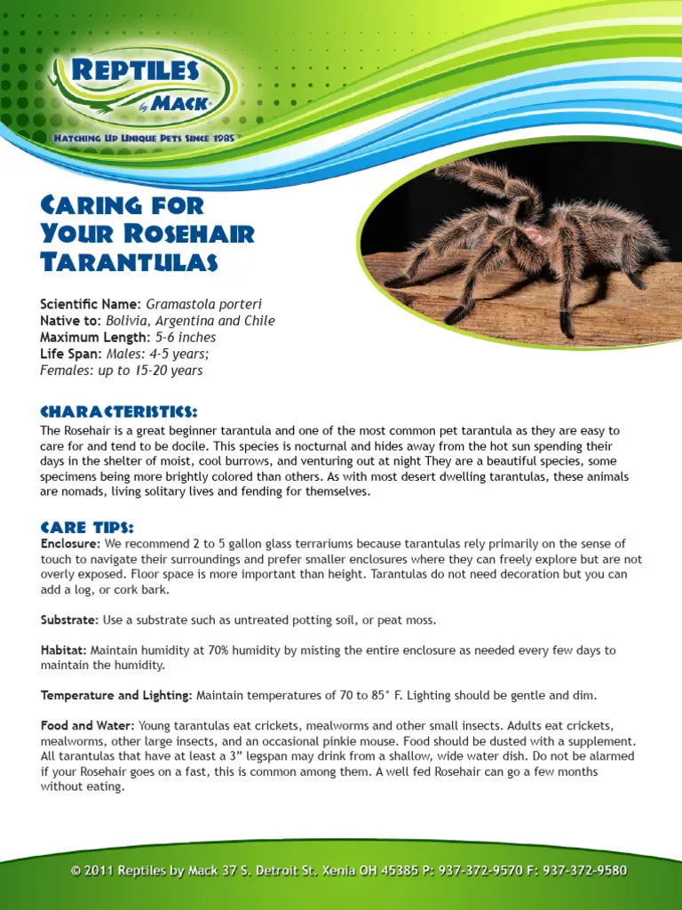 15588 green bottle tarantula enclosure