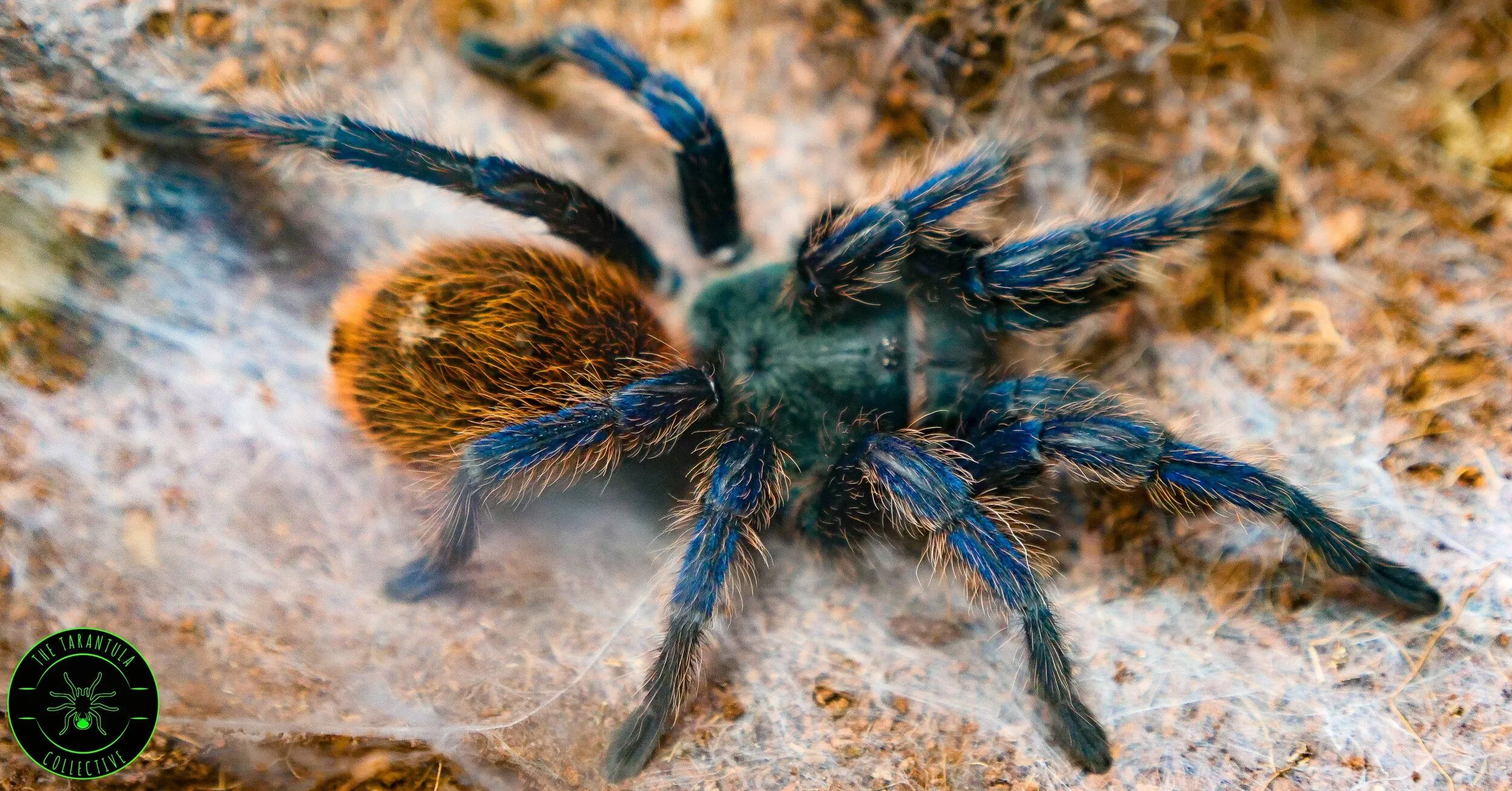 15588 green bottle tarantula feeding