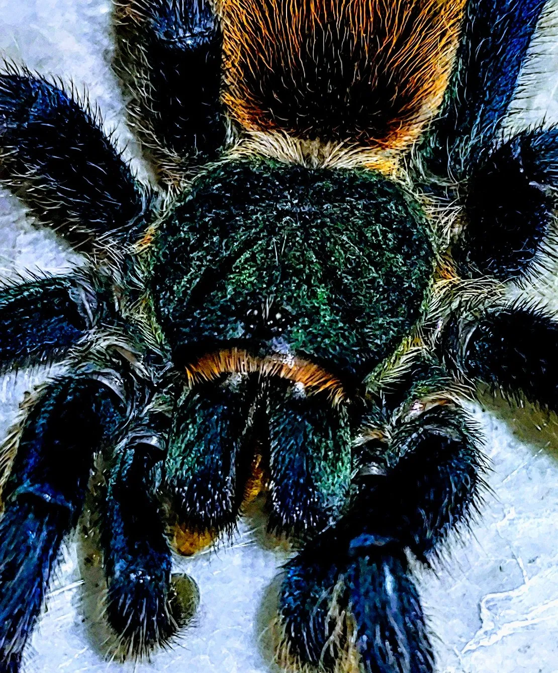 15588 green bottle tarantula handling
