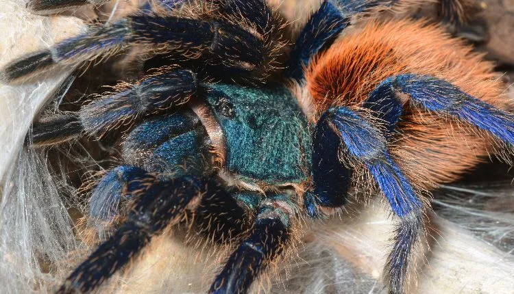 15588 green bottle tarantula molting
