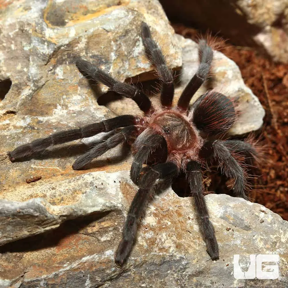 15589 blue dwarf tarantula feeding