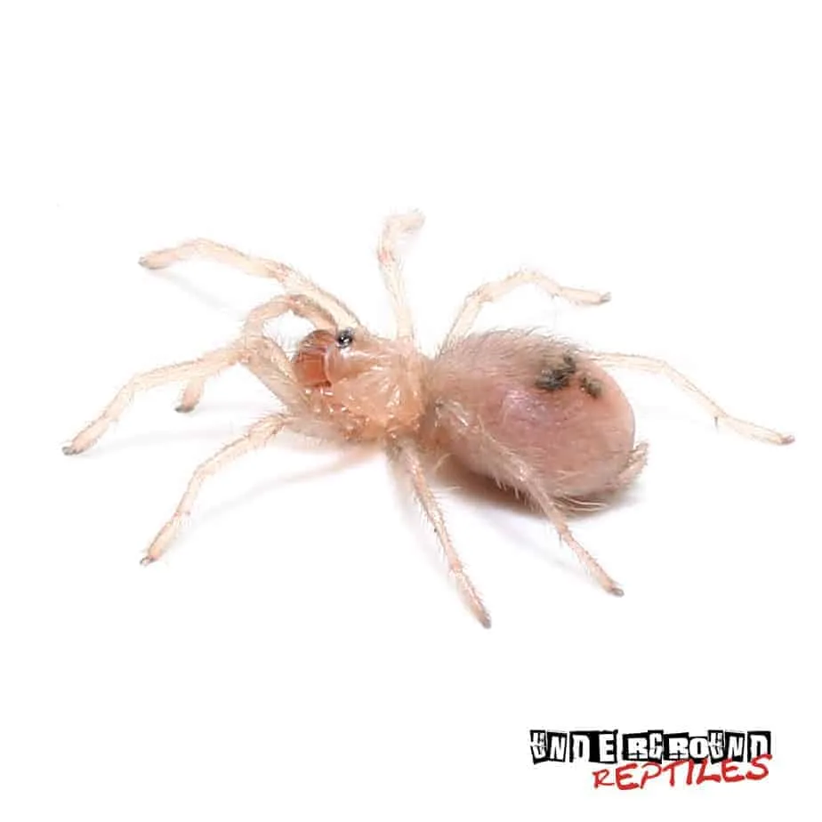 15589 blue dwarf tarantula habitat