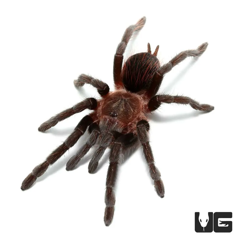 15589 blue dwarf tarantula handling