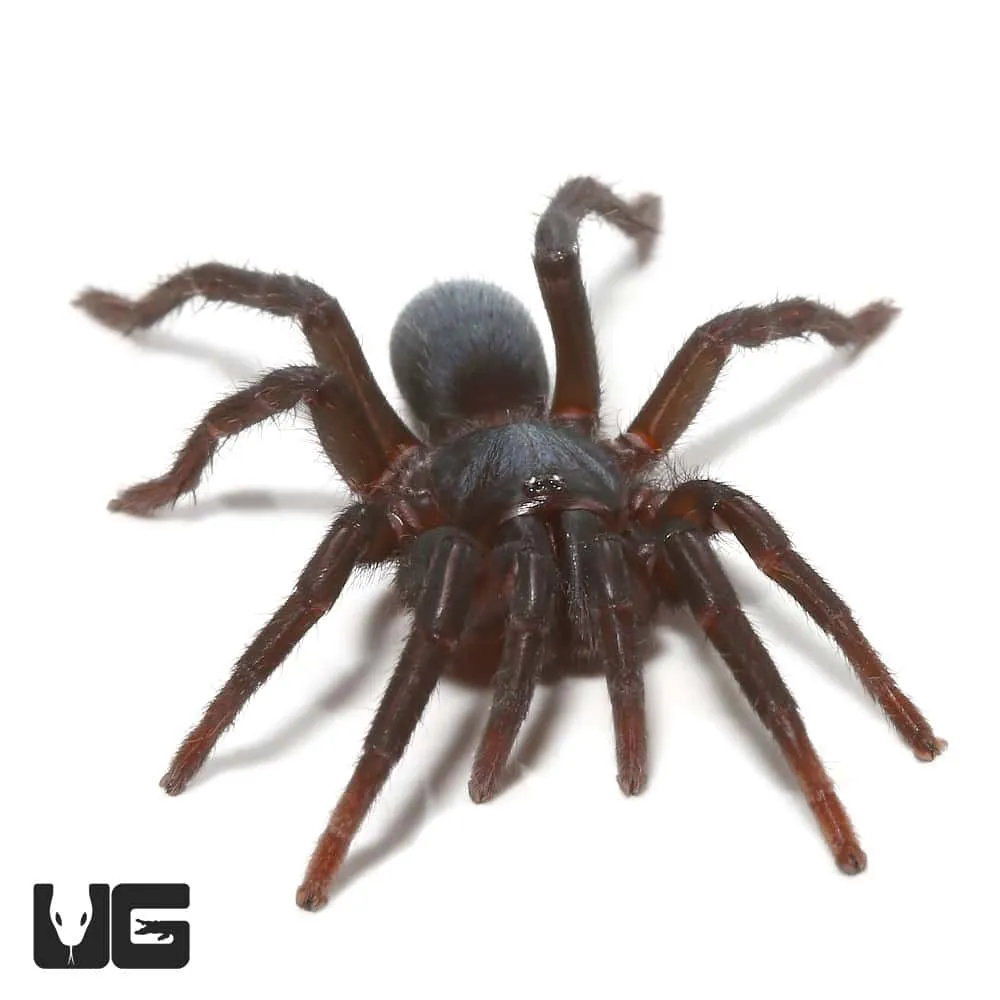 15589 blue dwarf tarantula molting