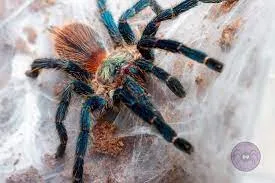 15589 blue dwarf tarantula spider