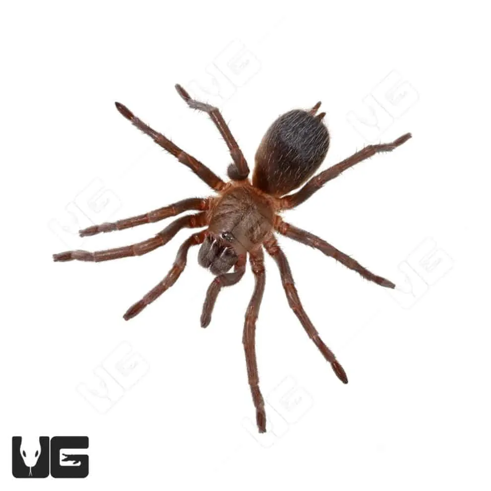 15589 blue dwarf tarantula substrate