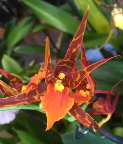 15590 sweet orange tarantula feeding