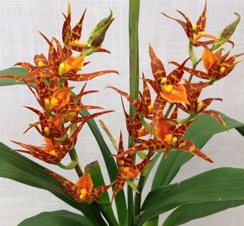 15590 sweet orange tarantula handling