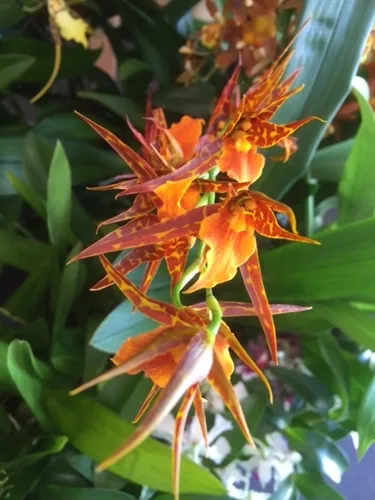 15590 sweet orange tarantula molting