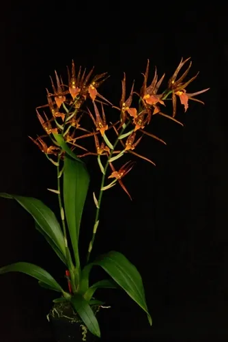 15590 sweet orange tarantula substrate