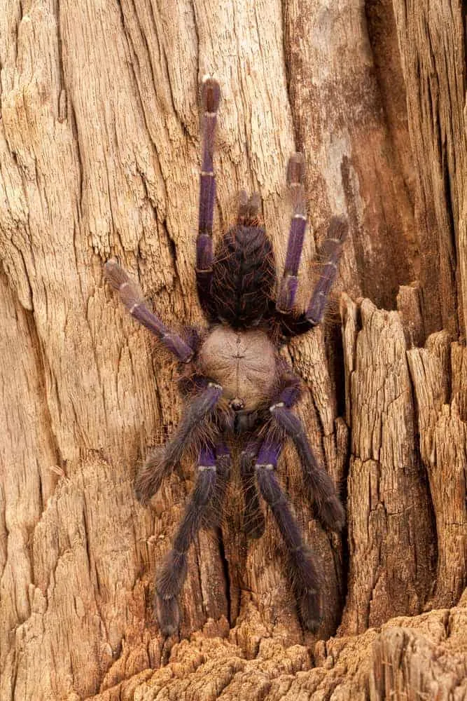 15591 illegal tarantula penalties