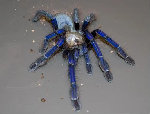 15591 legal tarantula ownership