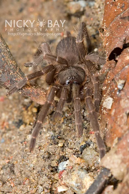 /img/15591-tarantula-permits.webp