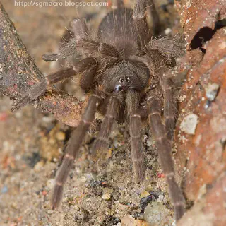 /img/15591-tarantula-permits.webp