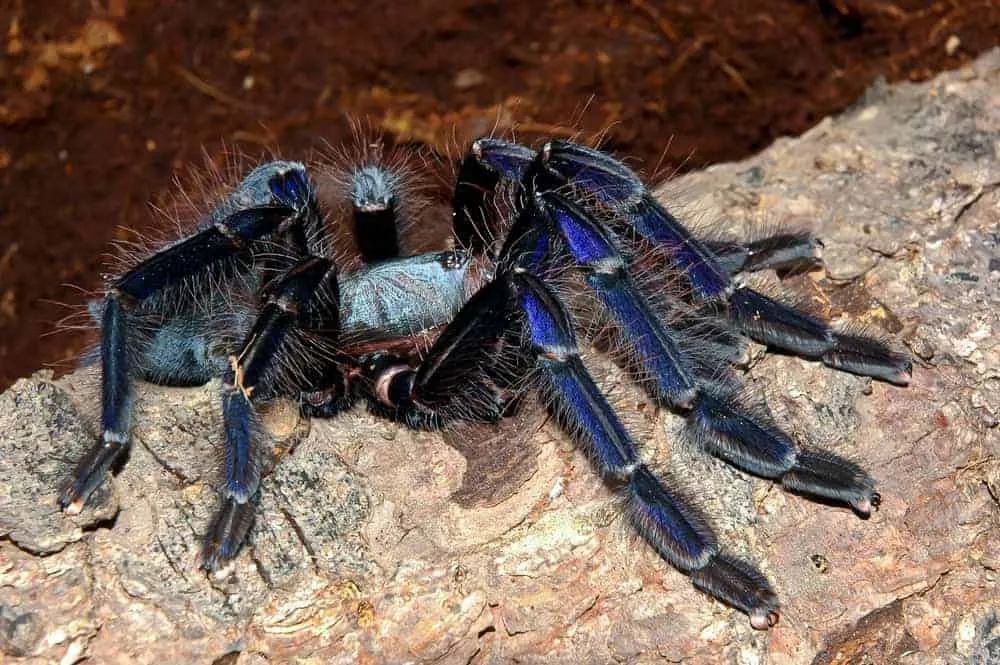 15591 tarantula species restrictions