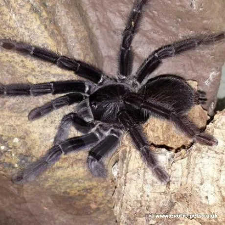15592 sangihe island black tarantula conservation