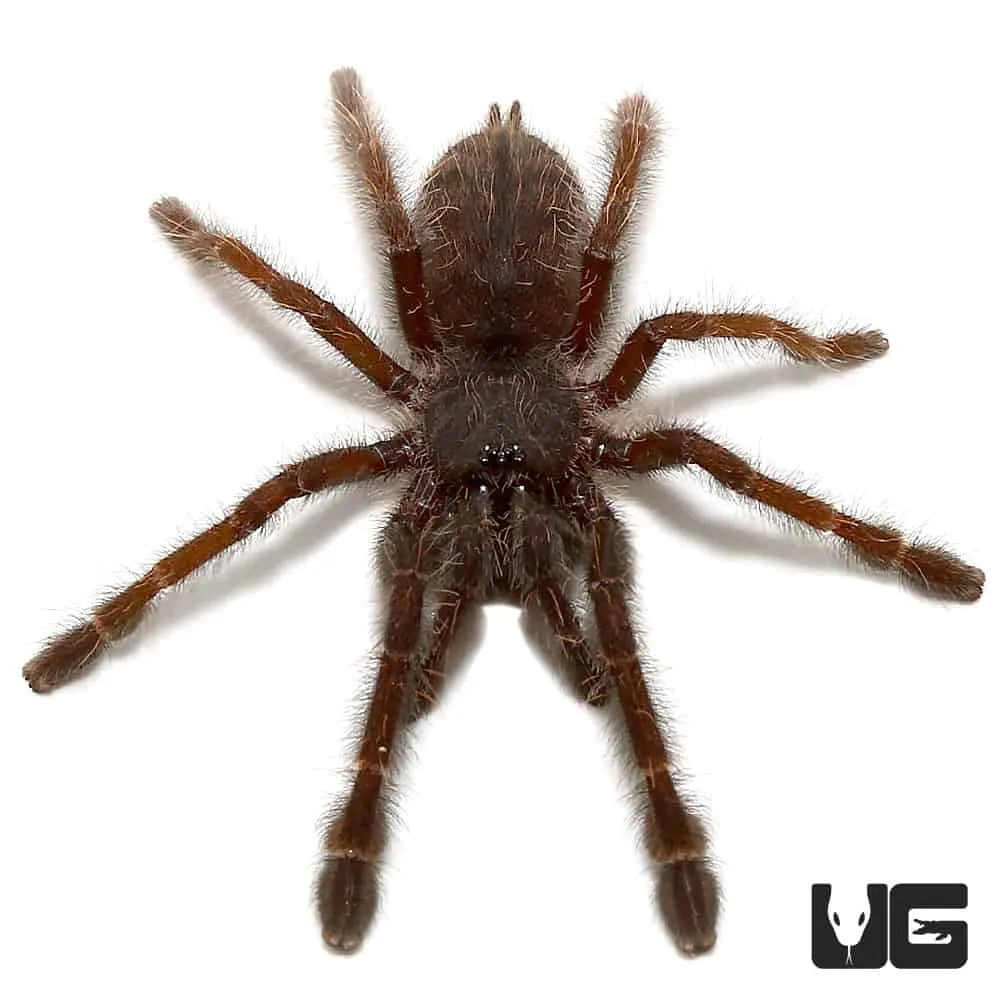 15592 sangihe island black tarantula feeding