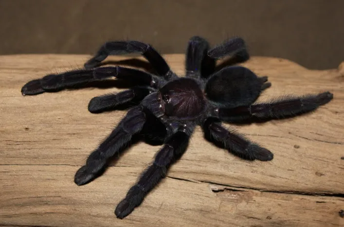 15592 sangihe island black tarantula juvenile
