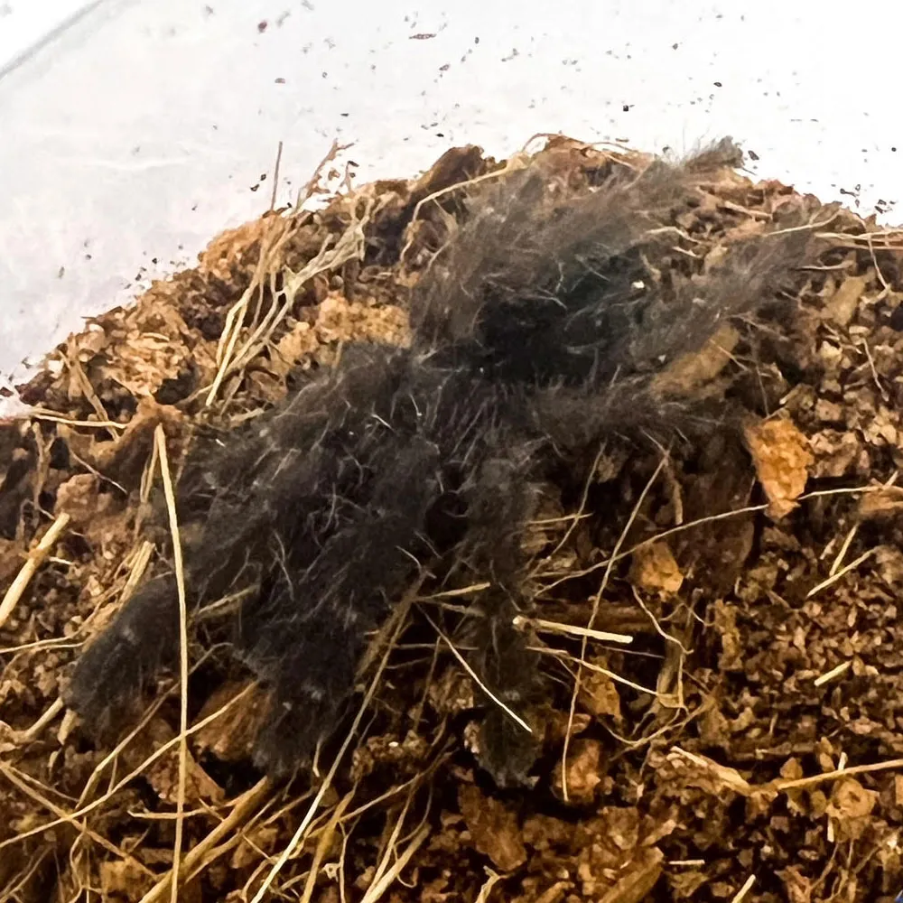 15592 sangihe island black tarantula mating