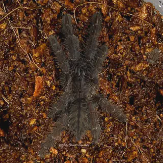 /img/15592-sangihe-island-black-tarantula-web.webp