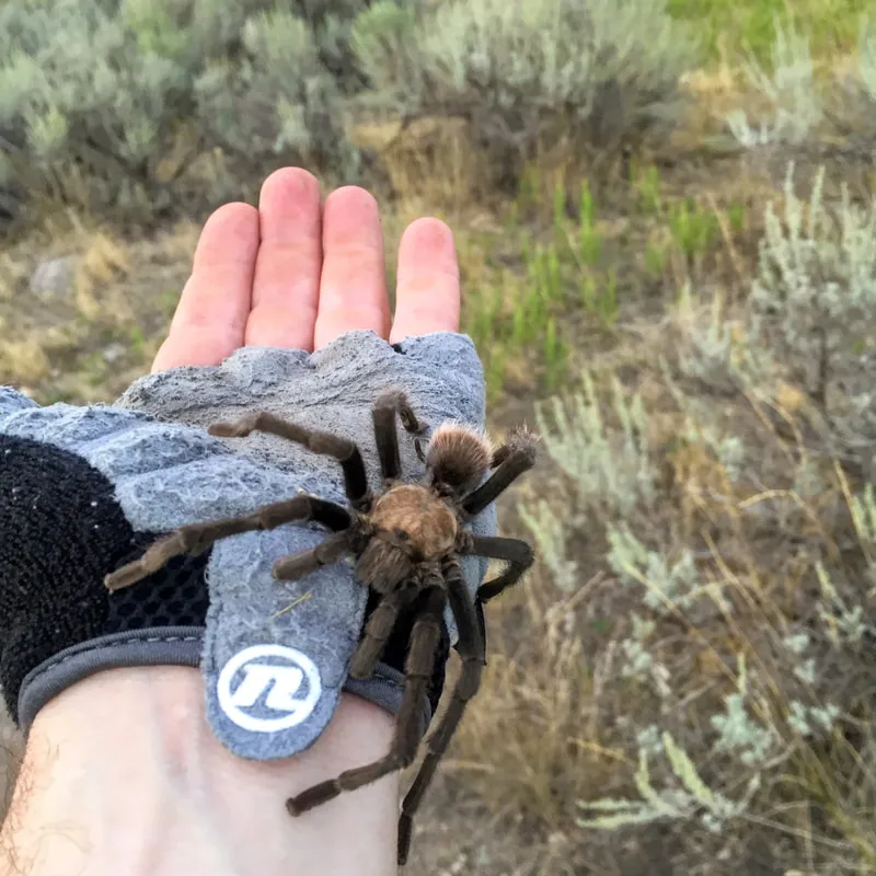 15593 tarantula cleaning