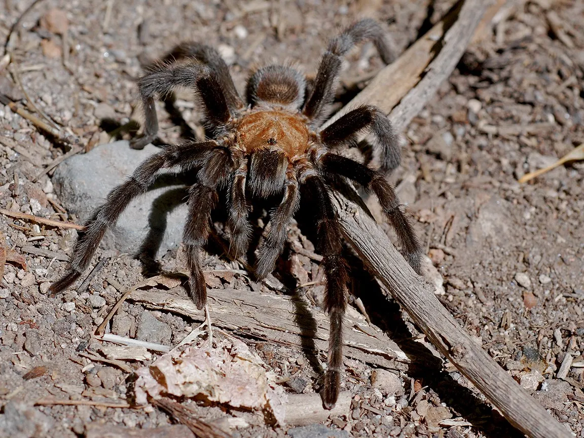 15593 tarantula hand feeding