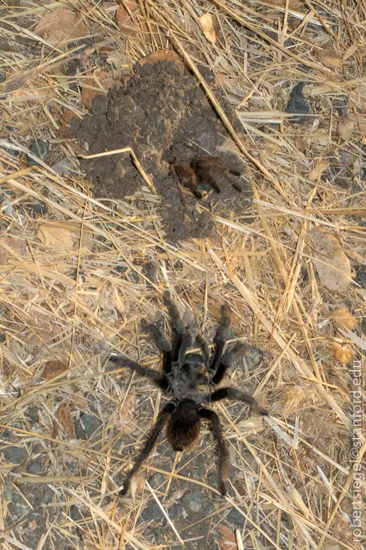 15593 tarantula observing behavior