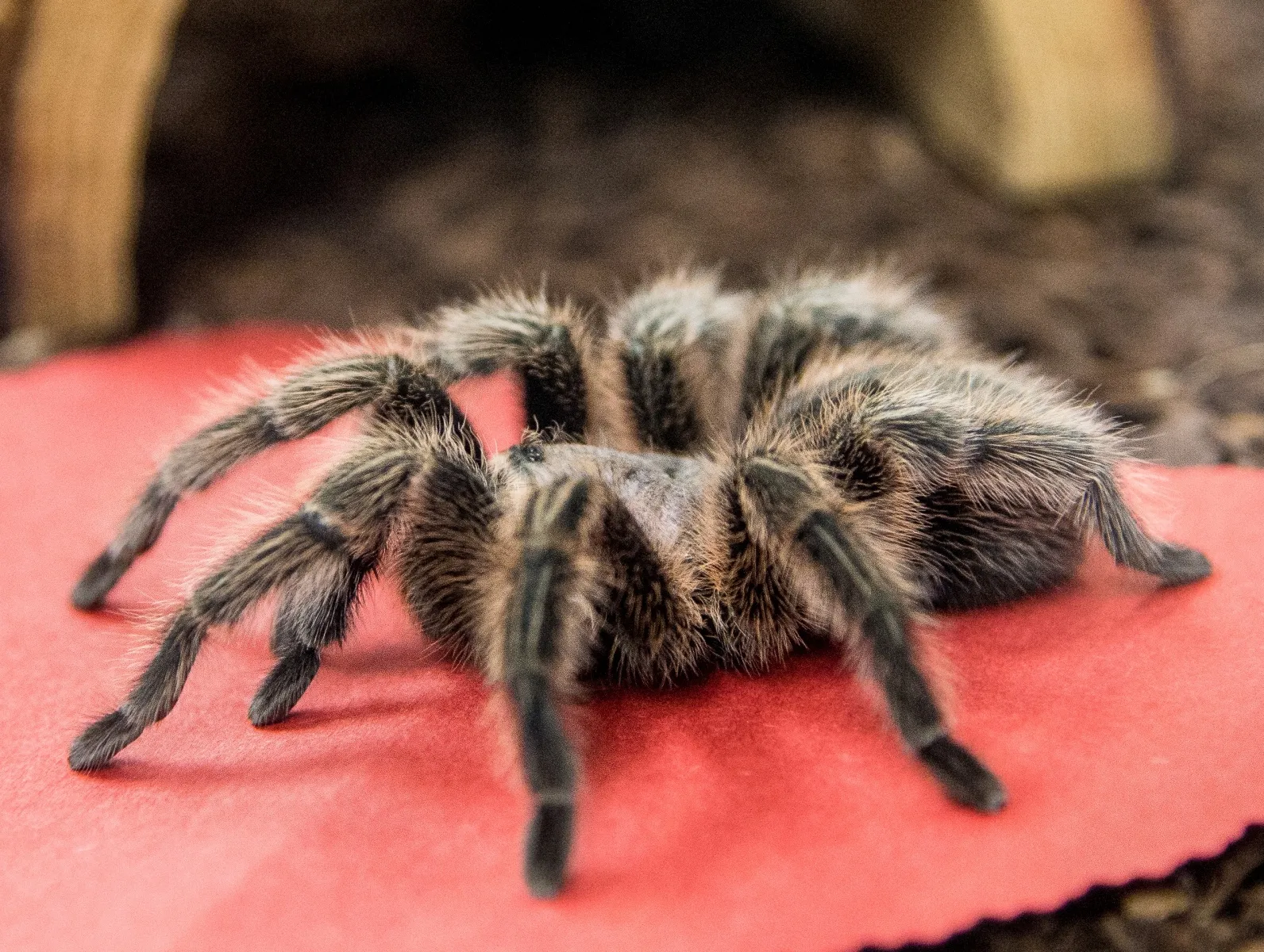 /img/15593-tarantula-training.webp
