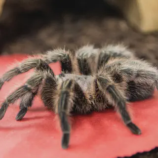 /img/15593-tarantula-training.webp