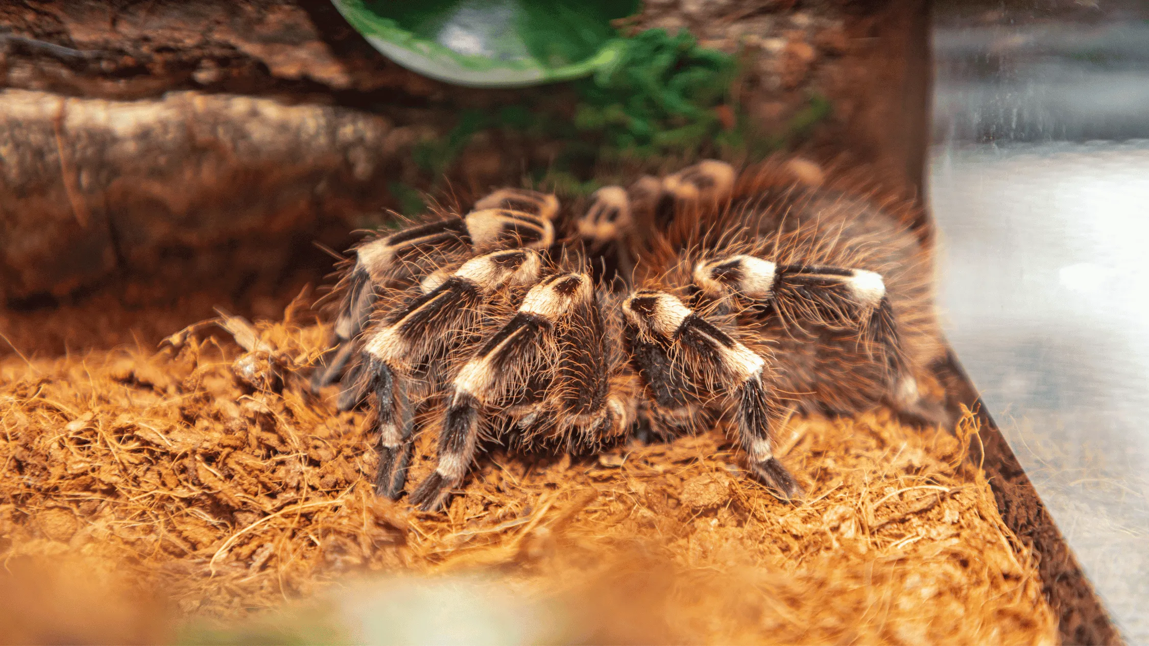 15594 tarantula app water