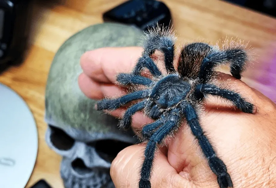 15598 pink toe tarantula equipment