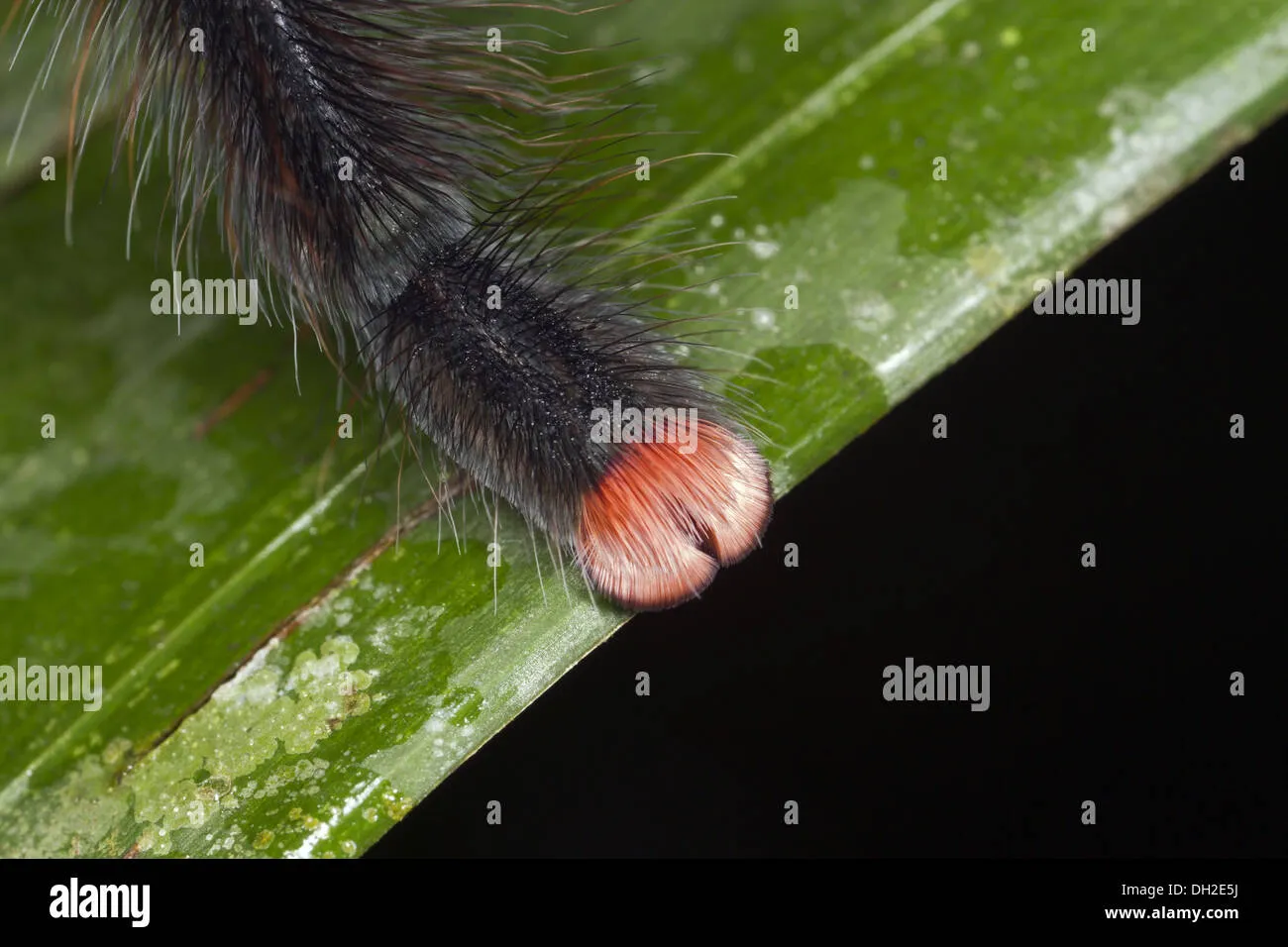 15598 pink toe tarantula handling