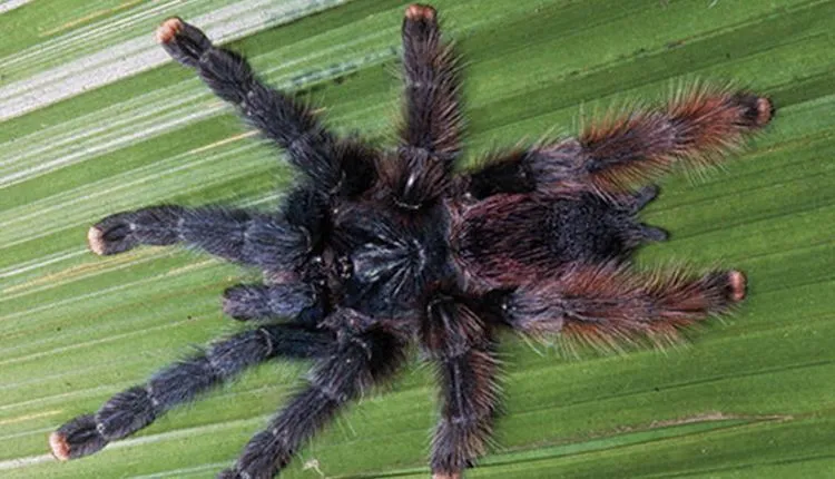 15598 pink toe tarantula stress