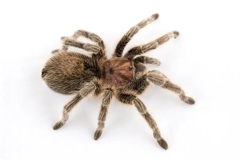 15600 chile rose tarantula breeding