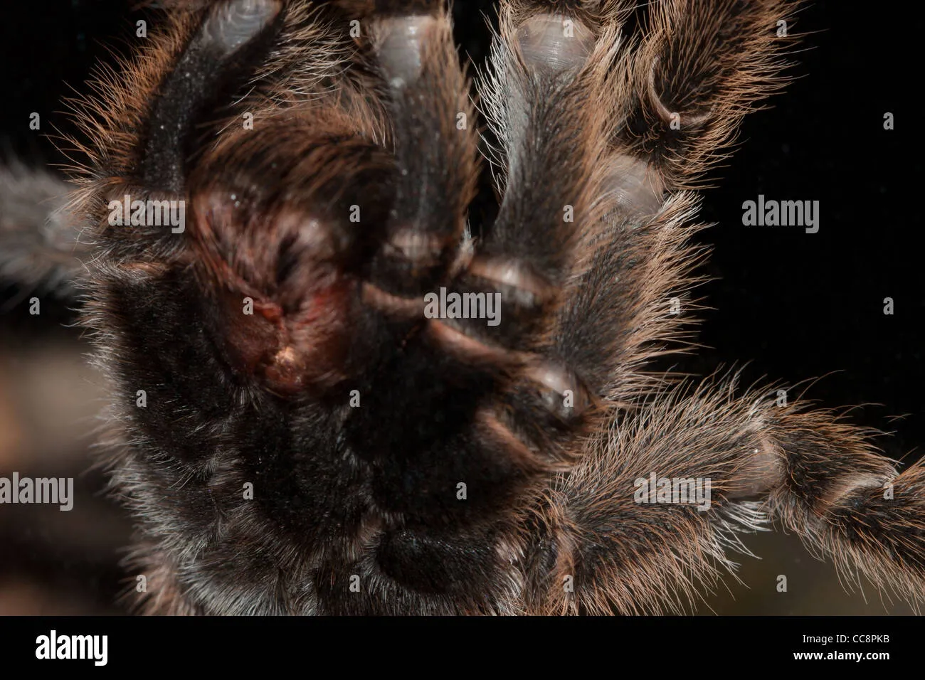 15600 chile rose tarantula feeding