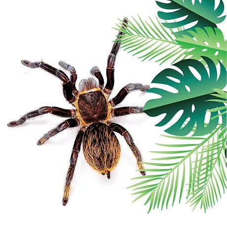 15600 chile rose tarantula handling