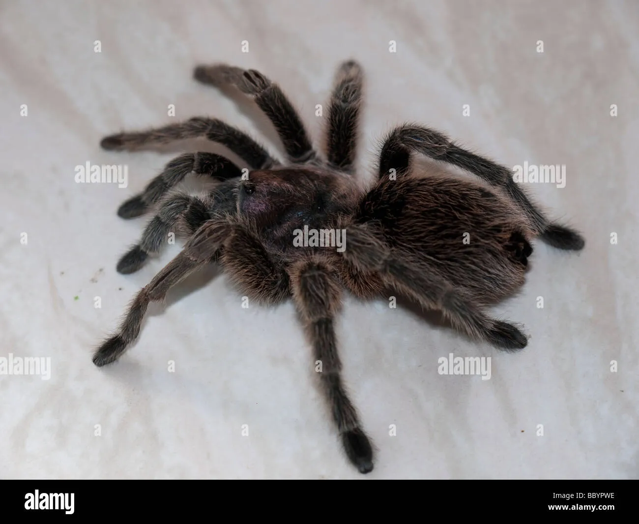/img/15600-chile-rose-tarantula-tank.webp