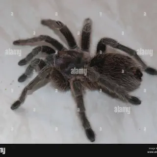 /img/15600-chile-rose-tarantula-tank.webp