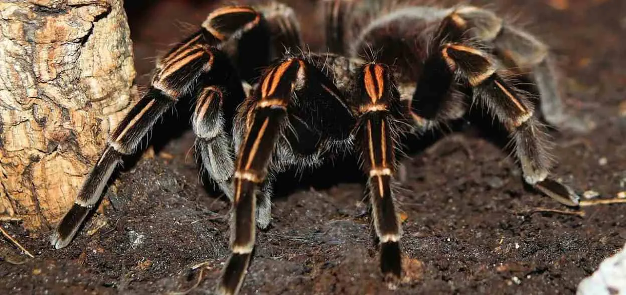 15601 tarantula hunting