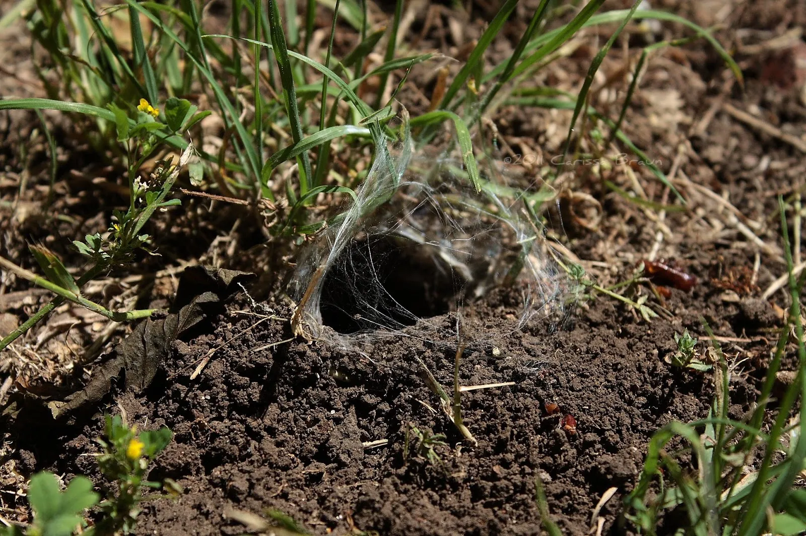 15601 tropical tarantula