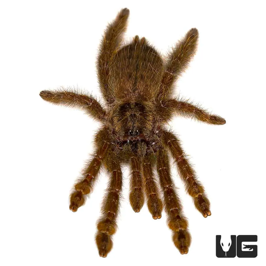 15602 baboon tarantula wasp 7