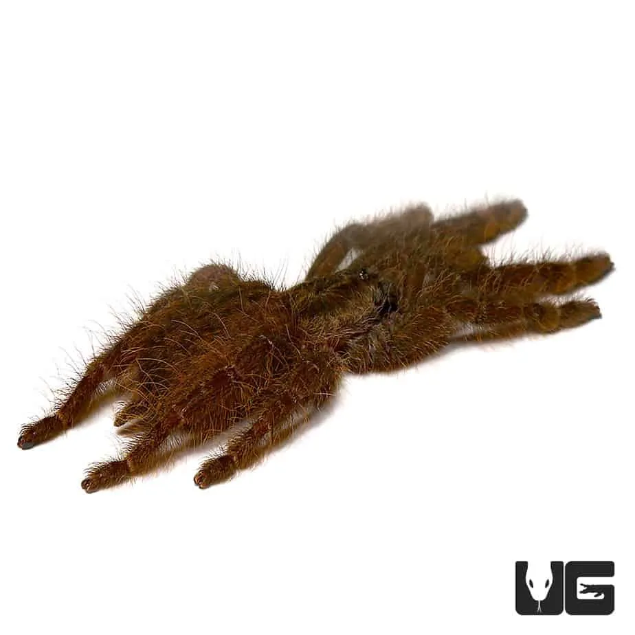 /img/15602-baboon-tarantula-wasp-8.webp