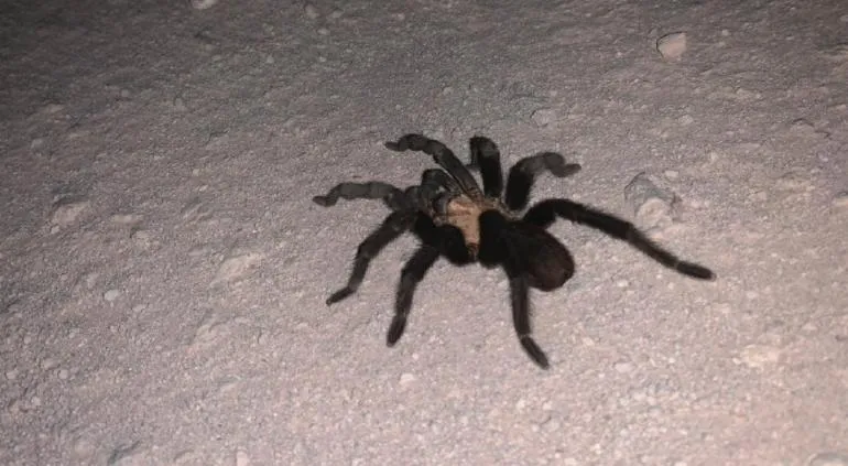 15604 arana pollito behavior