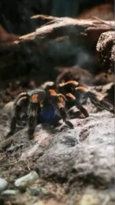 15604 tarantula behavior
