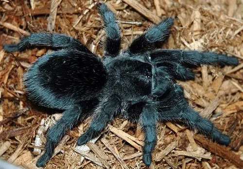 15604 tarantula bite