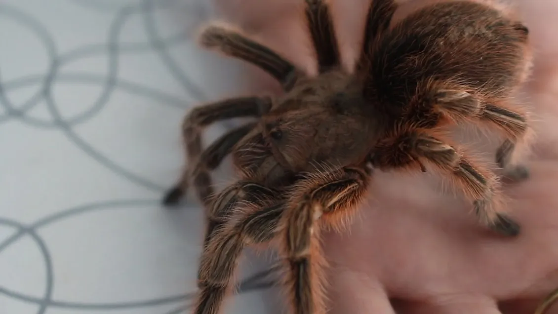 /img/15604-tarantula-care.webp