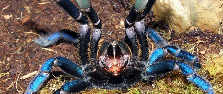 15605 cobalt blue tarantula feeding