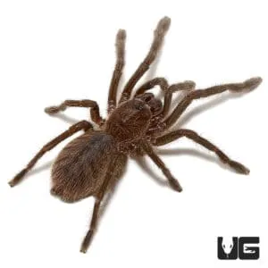 15605 cobalt blue tarantula molting